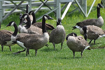 PA Game Commission Monitoring Avian Influenza in Wild Birds